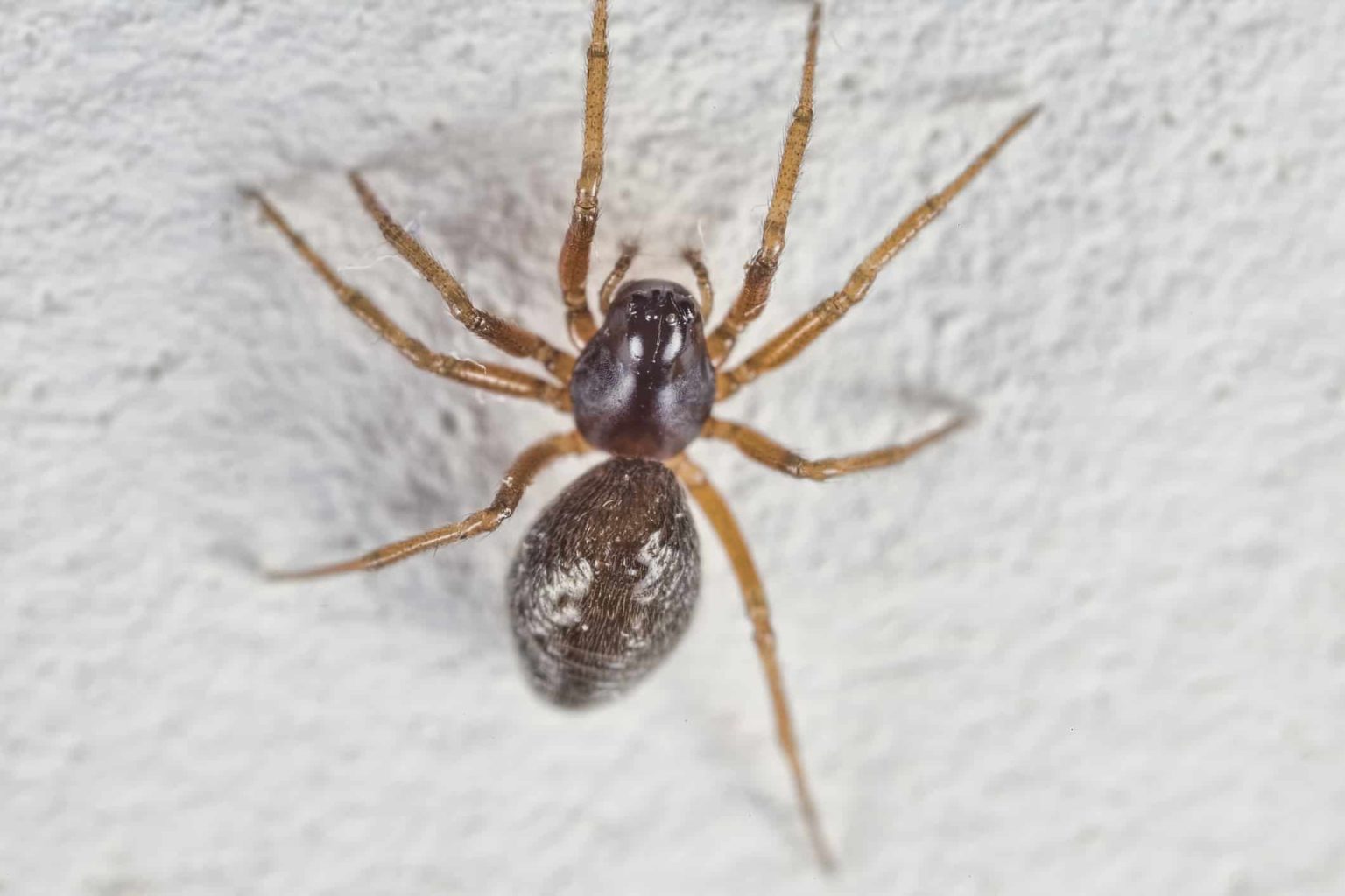 The Definitive List Of The Most Common House Spiders Lowermybills